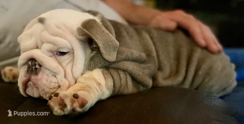 Bentley (SHRINKABULL Son) – English Bulldog puppy for sale in Cullman, AL