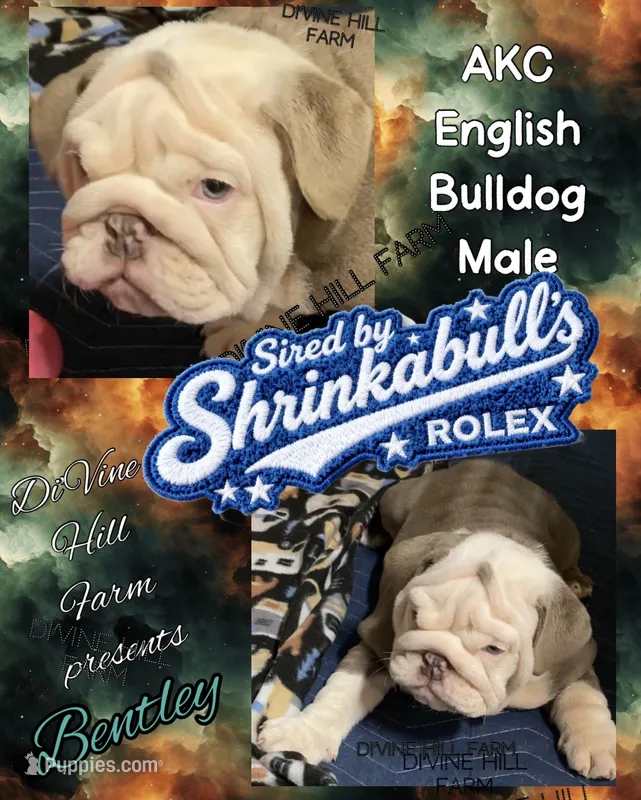 Bentley (SHRINKABULL Son) – English Bulldog puppy for sale in Cullman, AL