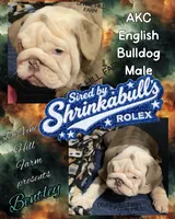 Bentley (SHRINKABULL Son), a male English Bulldog for sale in Cullman, AL – 2 of 10