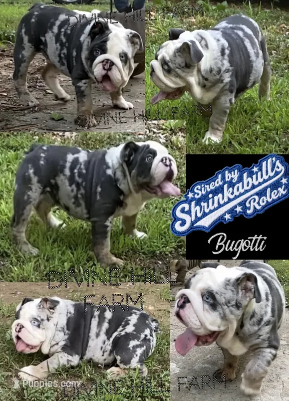 Bugotti (SHRINKABULL Son) – English Bulldog puppy for sale in Cullman, AL