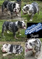 Bugotti (SHRINKABULL Son), a male English Bulldog for sale in Cullman, AL – 1 of 10