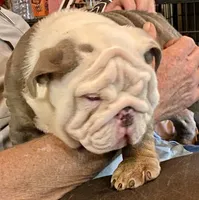 Benz (SHRINKABULL Son), a male English Bulldog for sale in Cullman, AL – 2 of 10