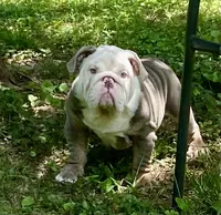 Benz (SHRINKABULL Son), a male English Bulldog for sale in Cullman, AL – 4 of 10