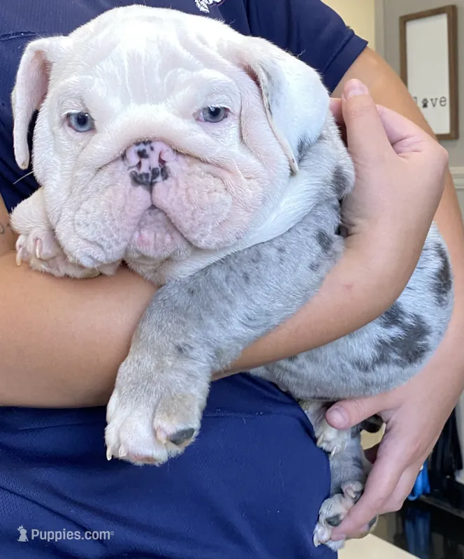 Ferrari (SHRINKABULL Son) – English Bulldog puppy for sale in Cullman, AL