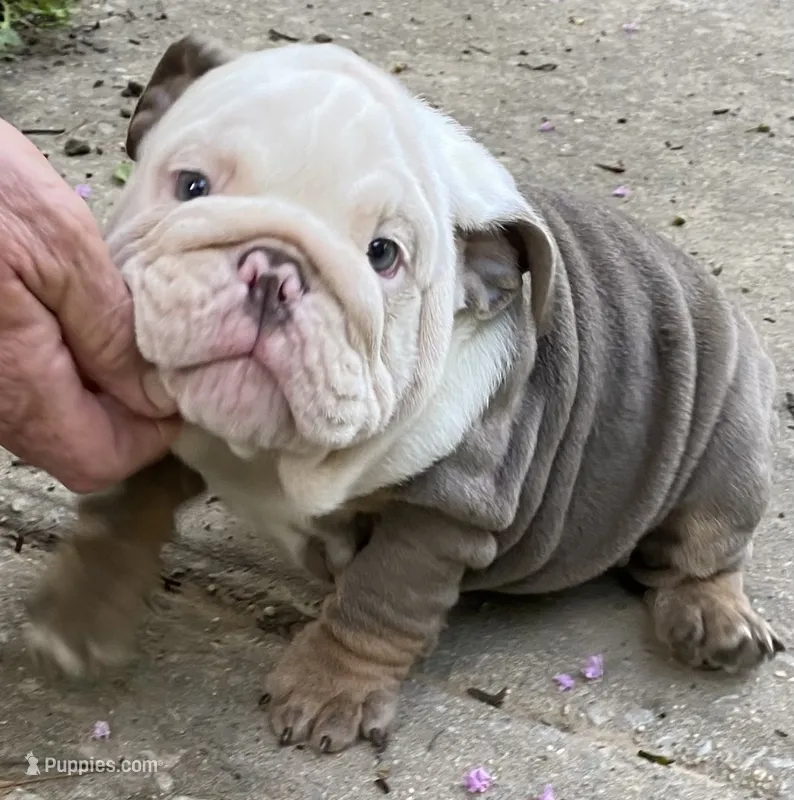 Benz (SHRINKABULL Son) – English Bulldog puppy for sale in Cullman, AL