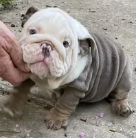Benz (SHRINKABULL Son), a male English Bulldog for sale in Cullman, AL – 1 of 10