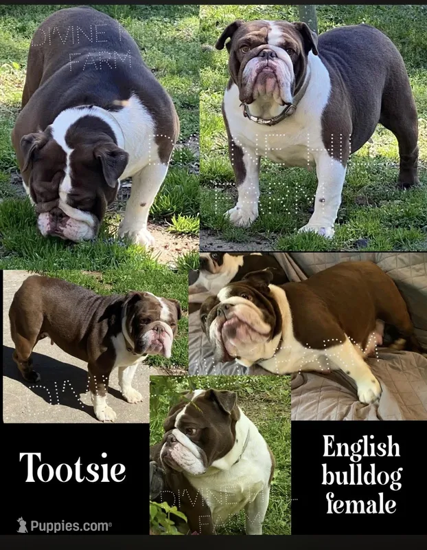 Tootsie  – English Bulldog puppy for sale in Cullman, AL