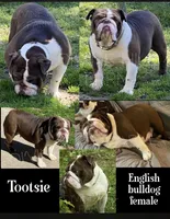 Tootsie , a female English Bulldog for sale in Cullman, AL – 1 of 1