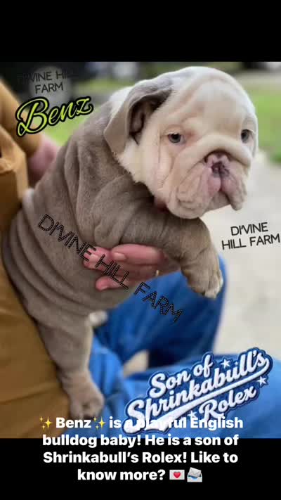 Benz (SHRINKABULL Son), a male English Bulldog for sale in Cullman, AL – 9 of 10