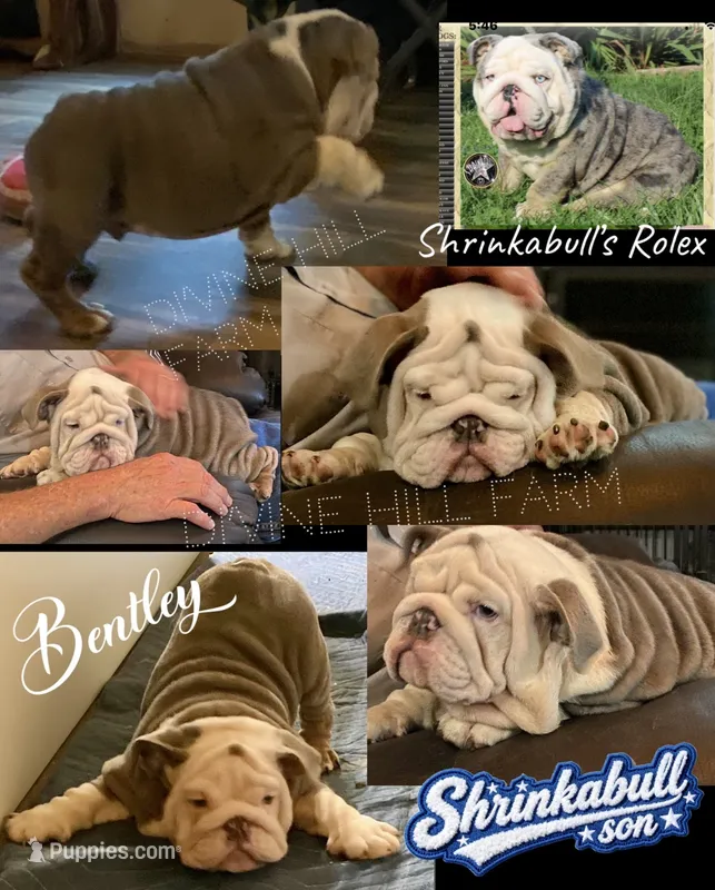 Bentley (SHRINKABULL Son) – English Bulldog puppy for sale in Cullman, AL