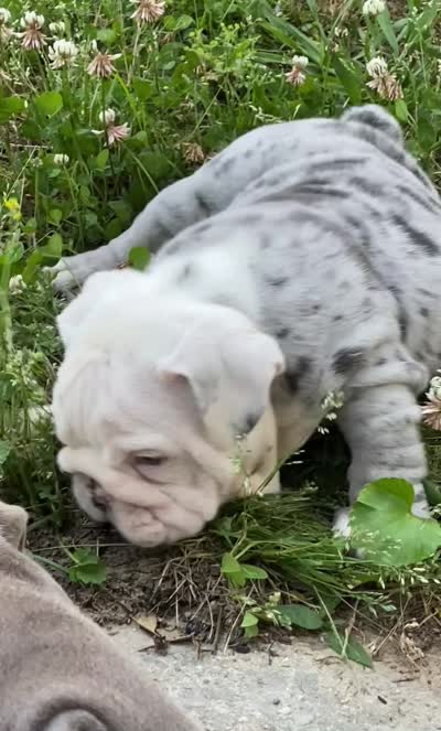 Ferrari (SHRINKABULL Son), a male English Bulldog for sale in Cullman, AL – 10 of 10
