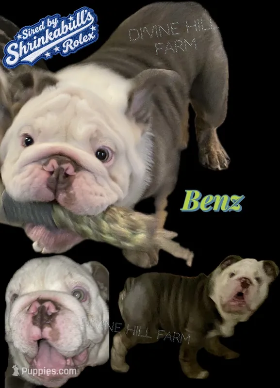 Benz (SHRINKABULL Son) – English Bulldog puppy for sale in Cullman, AL