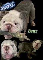 Benz (SHRINKABULL Son), a male English Bulldog for sale in Cullman, AL – 1 of 9