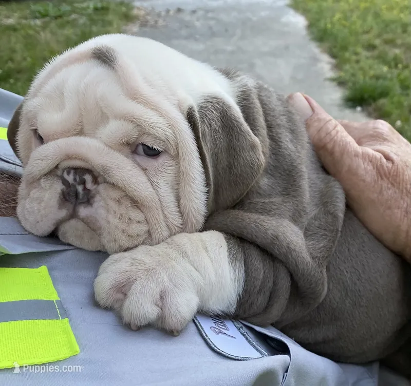 Bentley (SHRINKABULL Son) – English Bulldog puppy for sale in Cullman, AL