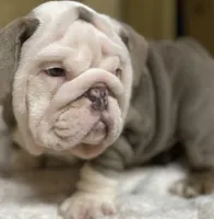 Bentley (SHRINKABULL Son), a male English Bulldog for sale in Cullman, AL – 4 of 10