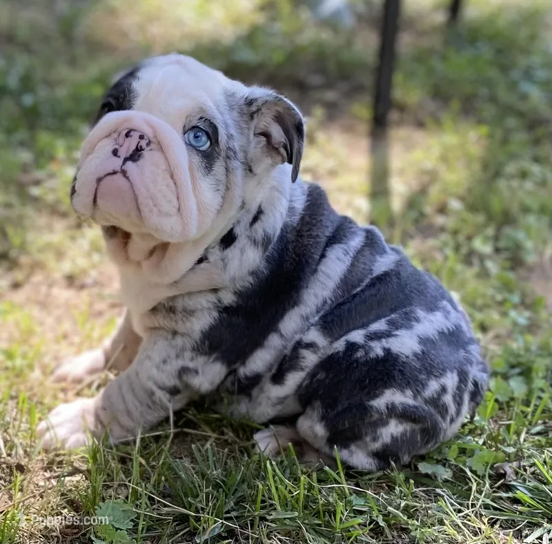 Bugotti (SHRINKABULL Son) – English Bulldog puppy for sale in Cullman, AL