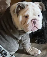 Benz (SHRINKABULL Son), a male English Bulldog for sale in Cullman, AL – 3 of 10