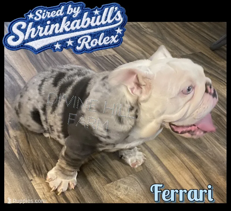 Ferrari (SHRINKABULL Son) – English Bulldog puppy for sale in Cullman, AL