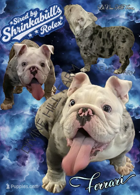 Ferrari (SHRINKABULL Son) – English Bulldog puppy for sale in Cullman, AL