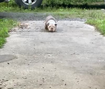 Benz (SHRINKABULL Son), a male English Bulldog for sale in Cullman, AL – 10 of 10