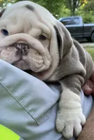 Bentley (SHRINKABULL Son), a male English Bulldog for sale in Cullman, AL – 6 of 10