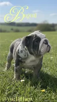 Bugotti (SHRINKABULL Son), a male English Bulldog for sale in Cullman, AL – 5 of 10