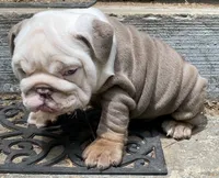 Bentley (SHRINKABULL Son), a male English Bulldog for sale in Cullman, AL – 5 of 10