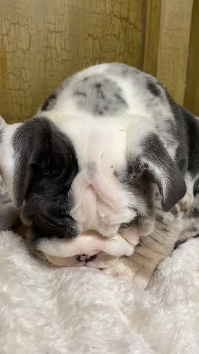 Bugotti (SHRINKABULL Son), a male English Bulldog for sale in Cullman, AL – 10 of 10