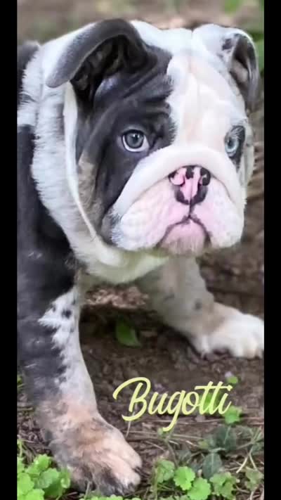 Bugotti (SHRINKABULL Son), a male English Bulldog for sale in Cullman, AL – 10 of 10