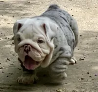 Ferrari (SHRINKABULL Son), a male English Bulldog for sale in Cullman, AL – 3 of 10
