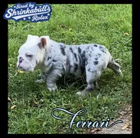 Ferrari (SHRINKABULL Son), a male English Bulldog for sale in Cullman, AL – 2 of 10