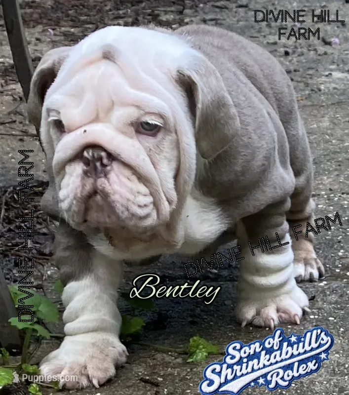 Bentley (SHRINKABULL Son) – English Bulldog puppy for sale in Cullman, AL