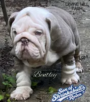 Bentley (SHRINKABULL Son), a male English Bulldog for sale in Cullman, AL – 1 of 10