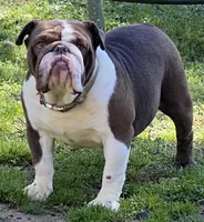 Tootsie, a female English Bulldog for sale in Cullman, AL – Photo 4 of 8