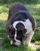 Tootsie, a female English Bulldog for sale in Cullman, AL – Photo 6 of 8