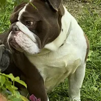 Tootsie, a female English Bulldog for sale in Cullman, AL – Photo 1 of 5
