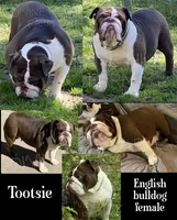 Tootsie, a female English Bulldog for sale in Cullman, AL – Photo 2 of 5