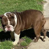Tootsie, a female English Bulldog for sale in Cullman, AL – Photo 4 of 5