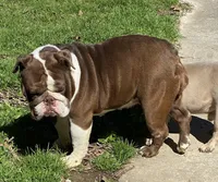 Tootsie, a female English Bulldog for sale in Cullman, AL – Photo 5 of 8