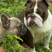 Tootsie, a female English Bulldog for sale in Cullman, AL – Photo 3 of 5