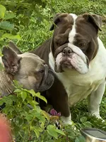 Tootsie, a female English Bulldog for sale in Cullman, AL – Photo 2 of 8