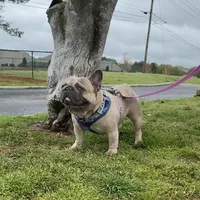 Tootsie, a female English Bulldog for sale in Cullman, AL – Photo 5 of 5