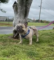 Tootsie, a female English Bulldog for sale in Cullman, AL – Photo 8 of 8