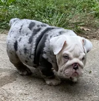 Ferrari (SHRINKABULL Son), a male English Bulldog for sale in Cullman, AL – 5 of 10