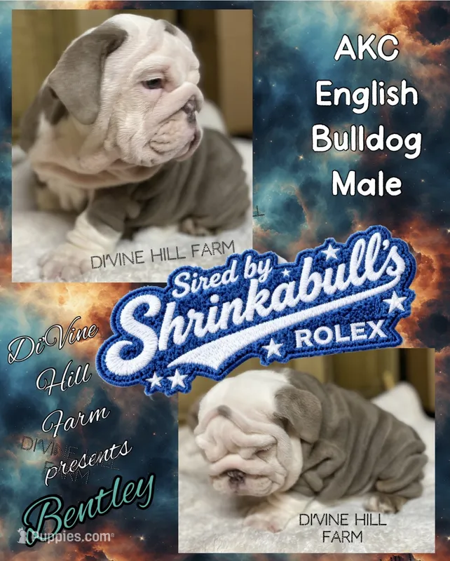 Bentley (SHRINKABULL Son) – English Bulldog puppy for sale in Cullman, AL