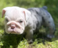 Ferrari (SHRINKABULL Son), a male English Bulldog for sale in Cullman, AL – 2 of 5