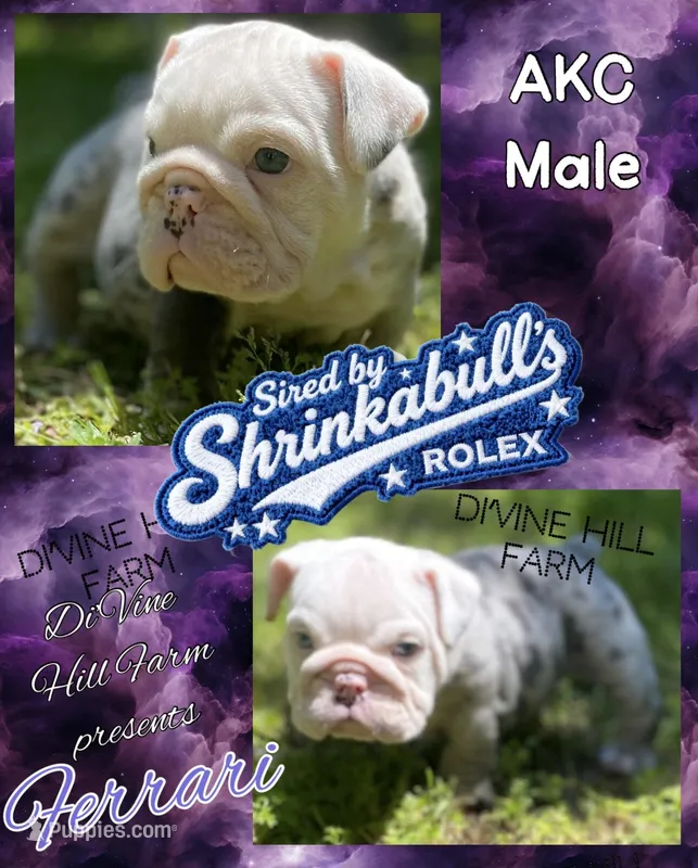 Ferrari (SHRINKABULL Son) – English Bulldog puppy for sale in Cullman, AL