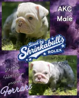 Ferrari (SHRINKABULL Son), a male English Bulldog for sale in Cullman, AL – 1 of 5