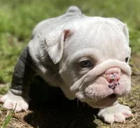 Ferrari (SHRINKABULL Son), a male English Bulldog for sale in Cullman, AL – 3 of 5