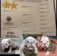 Benz (SHRINKABULL Son), a male English Bulldog for sale in Cullman, AL – 7 of 10